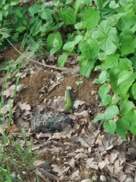  - La țară mai 2018