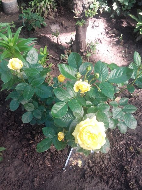 Anny duperey - Gradina-2018