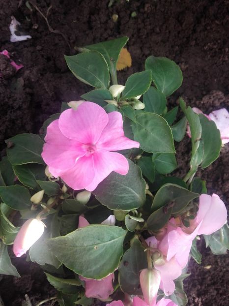 Sporul casei - Gradina-2018