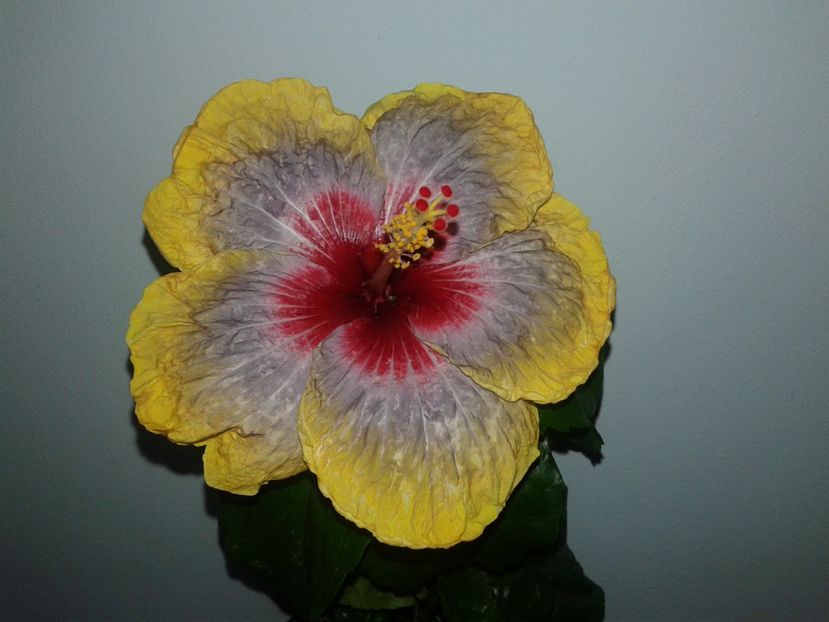  - Hibiscus Tahitian Rainbow Passion