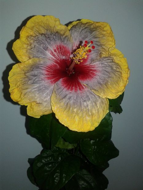  - Hibiscus Tahitian Rainbow Passion