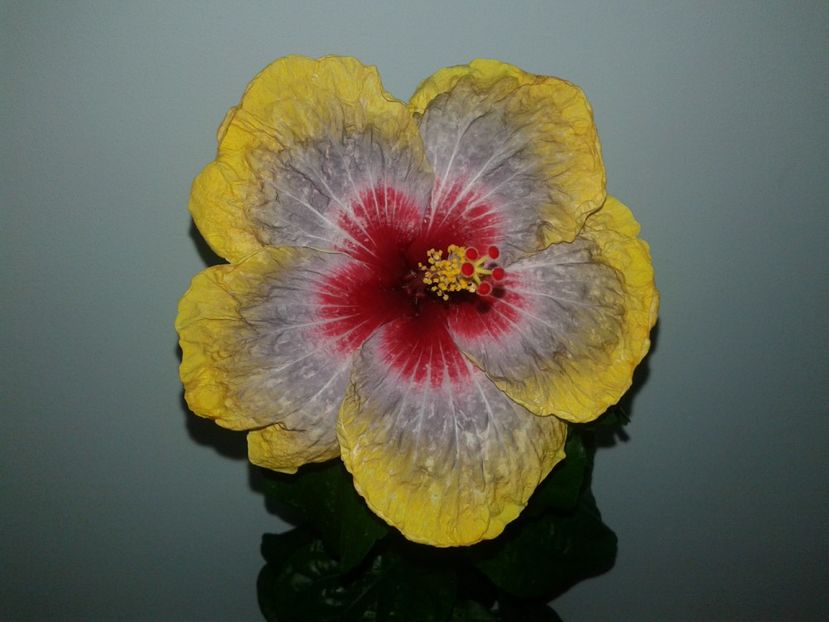  - Hibiscus Tahitian Rainbow Passion