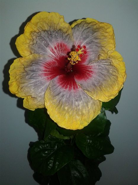  - Hibiscus Tahitian Rainbow Passion