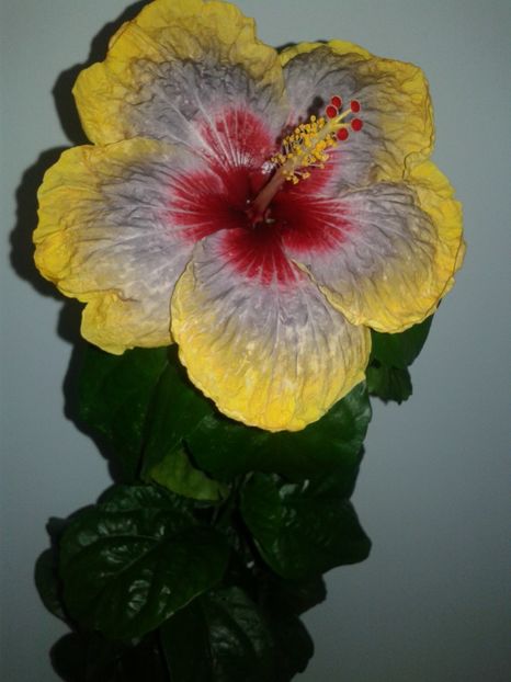  - Hibiscus Tahitian Rainbow Passion