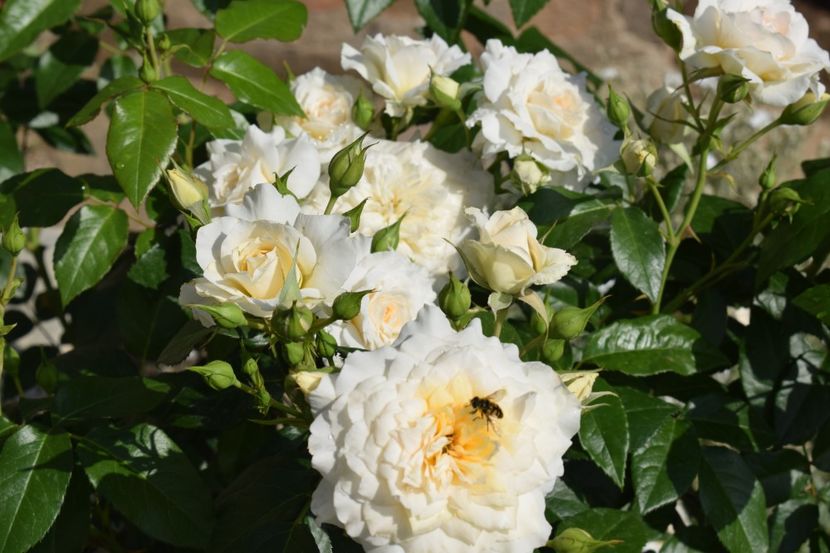  - NADINE XELLA-RICCI