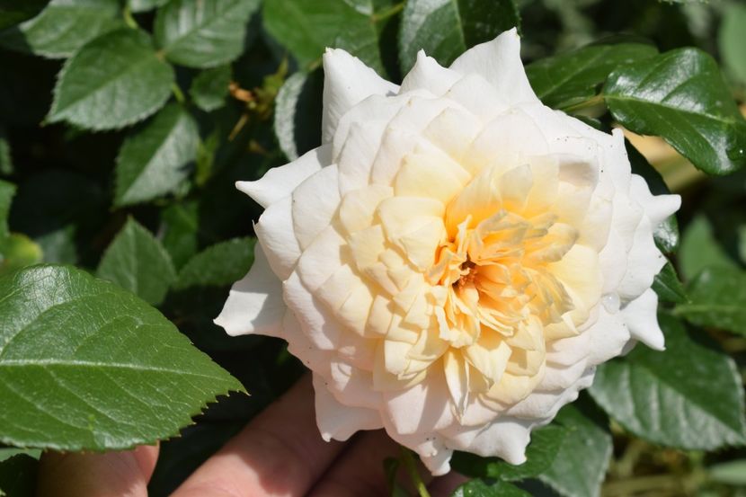  - NADINE XELLA-RICCI