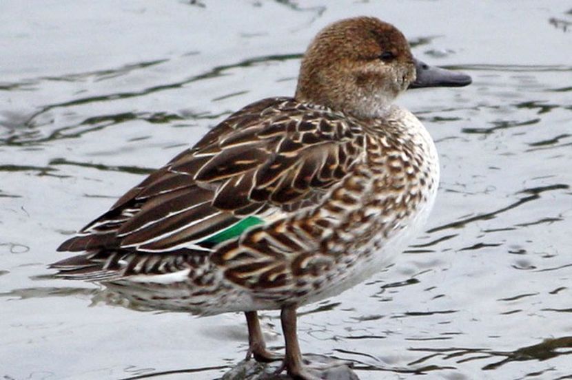 Femela Rata Mica (Sarsela de Iarnă) - De Vânzare