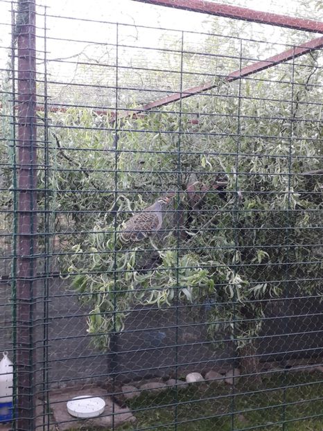  - PORUMBEI ARIPA DE BRONZ