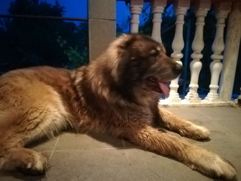 Pintea Caucazianul...8 ani.. - PAZA LA KING