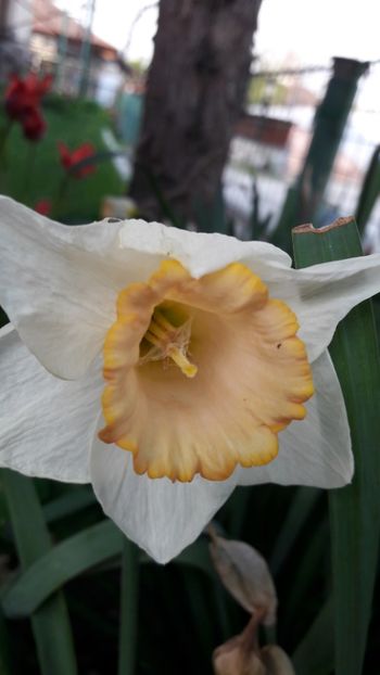  - Florile mele 2018