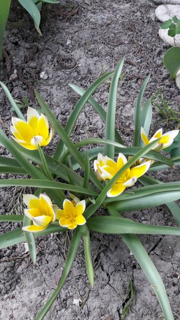  - Florile mele 2018