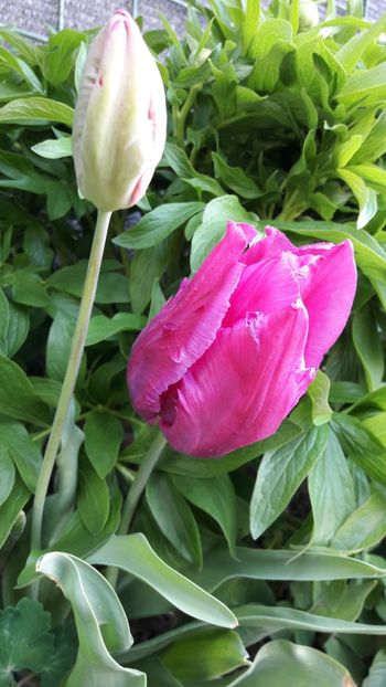  - Florile mele 2018