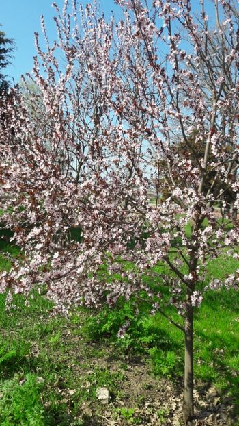  - Florile mele 2018