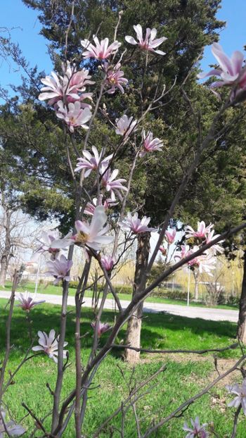  - Florile mele 2018