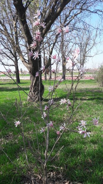  - Florile mele 2018