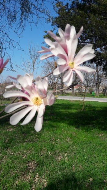  - Florile mele 2018