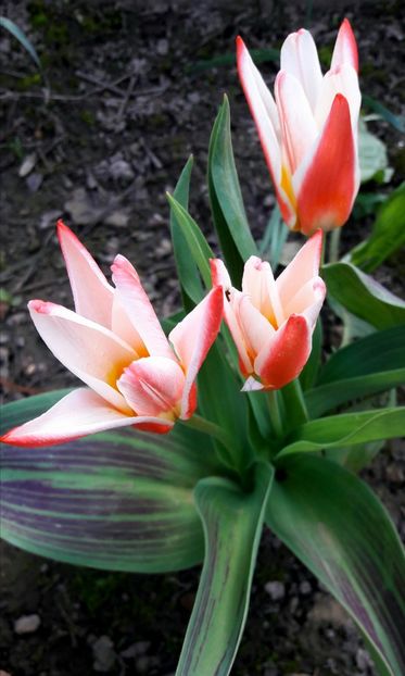  - Florile mele 2018