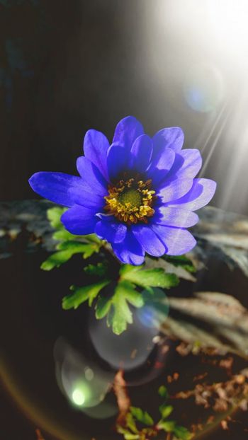  - Florile mele 2018