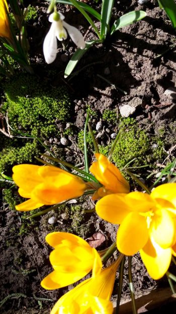  - Florile mele 2018