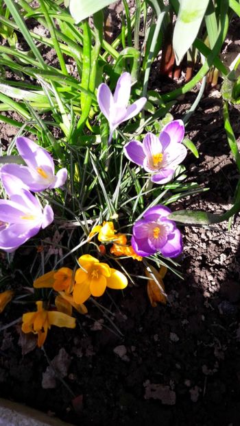  - Florile mele 2018