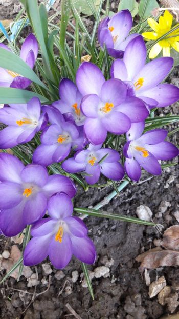  - Florile mele 2018