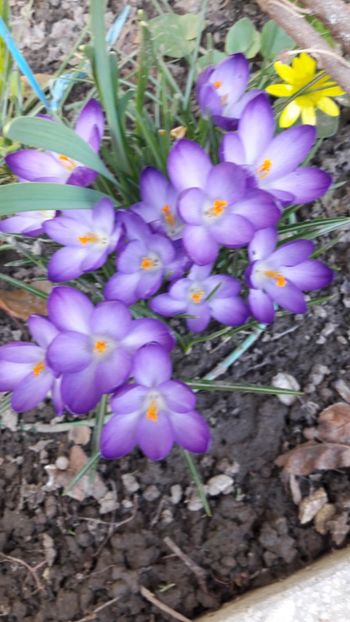  - Florile mele 2018