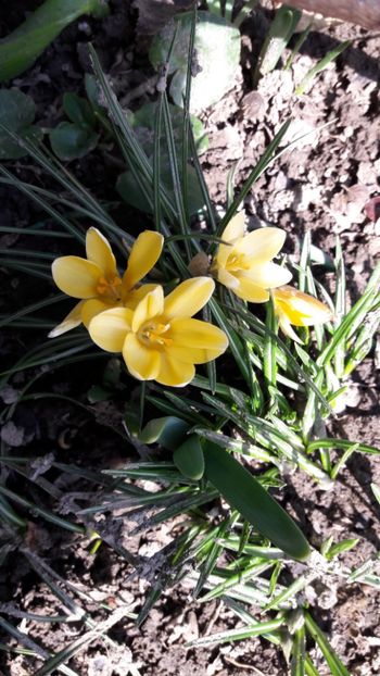  - Florile mele 2018