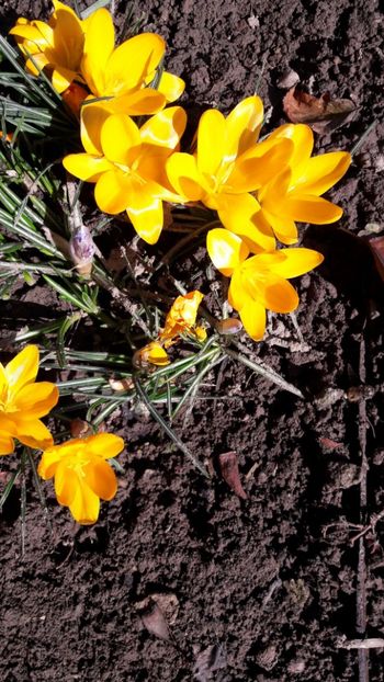  - Florile mele 2018