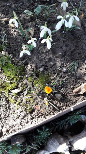  - Florile mele 2018