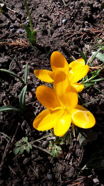  - Florile mele 2018