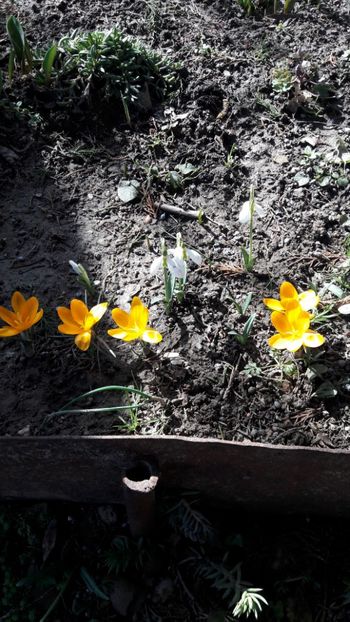  - Florile mele 2018