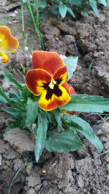  - flori de gradina