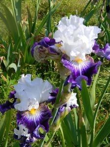Dancing star - comanda irisi 2017