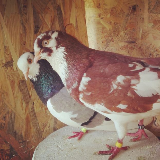  - Rolleri de Birmingam 2019