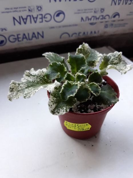 12 mai 2018 - LE Karusel zzz