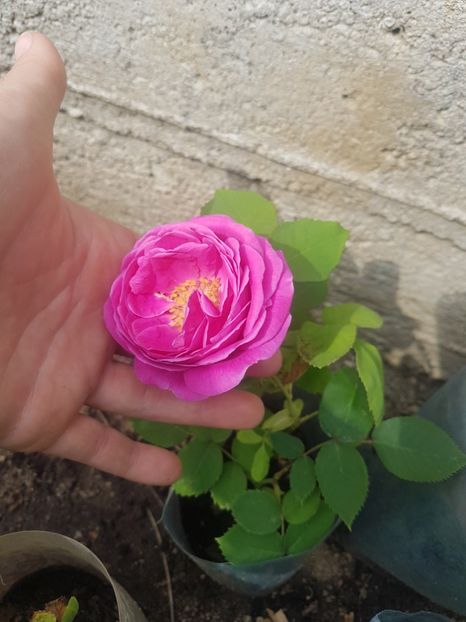 Prins din lastar, deja cu floare - Luat ca si Rose de Rescht