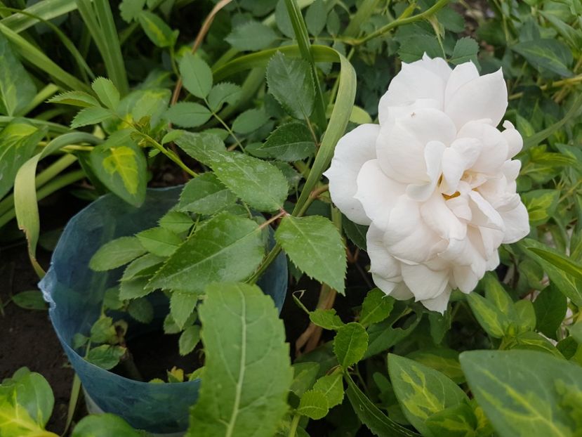 Uetersener klozterrose - Gradina mai 2018