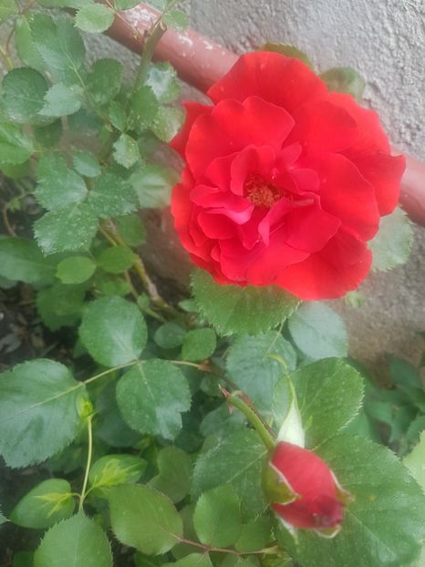  - Gradina mai 2018