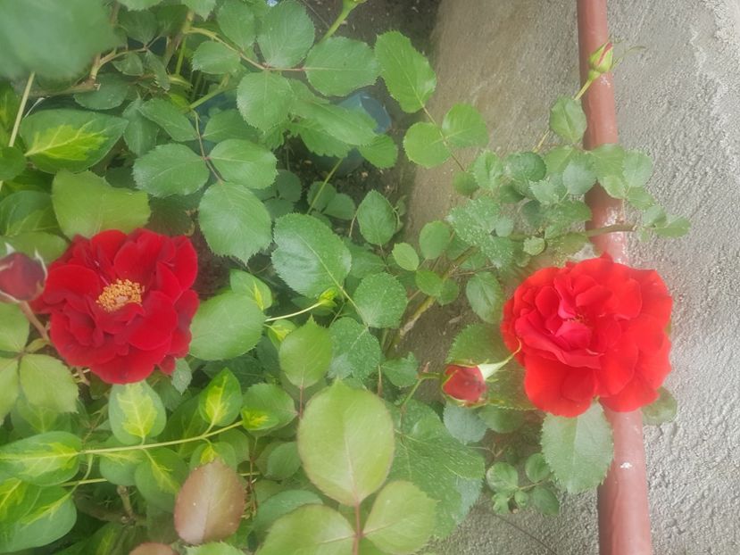  - Gradina mai 2018