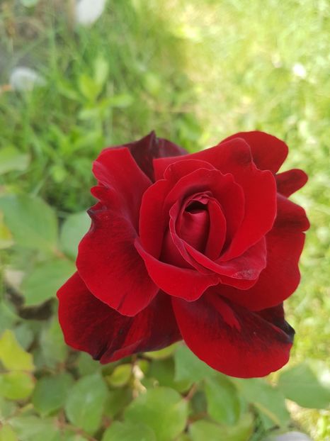  - Gradina mai 2018