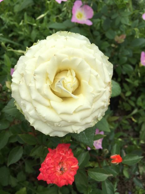 3A0A792C-CF14-4A3C-BBD9-7714F6704B0C - Trandafiri 2018