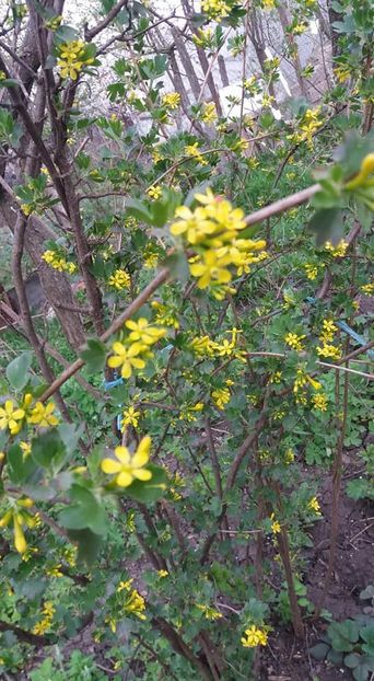 ribes aureum - A - A Gradina in multe culori - 2018