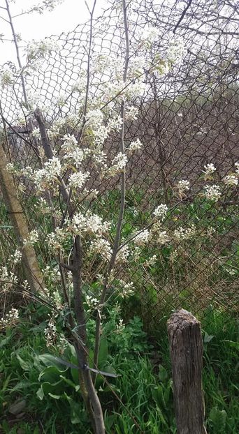 amelanchier - A - A Gradina in multe culori - 2018