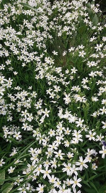  - A - A Gradina in multe culori - 2018