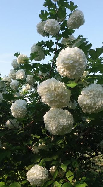  - A - A Gradina in multe culori - 2018