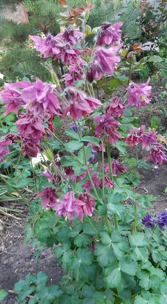  - A - A Gradina in multe culori - 2018