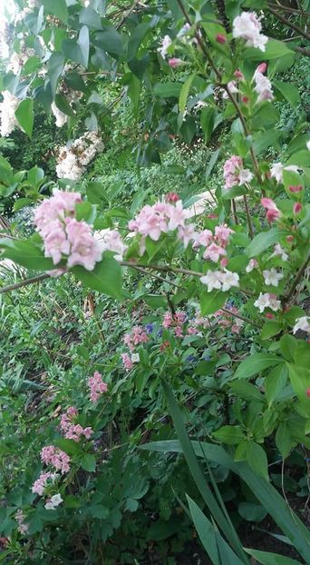  - A - A Gradina in multe culori - 2018
