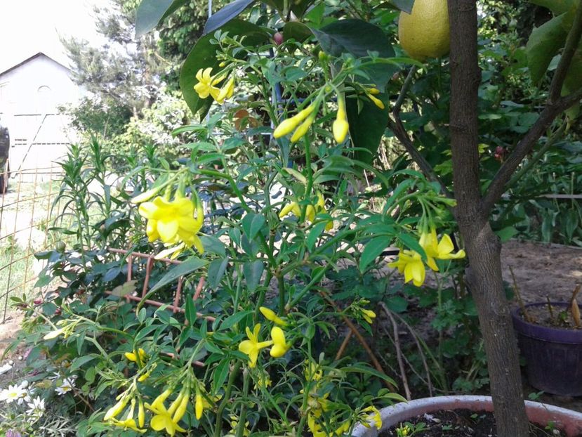 Iasomie sălbatică, C. Fruticans - plante de interior