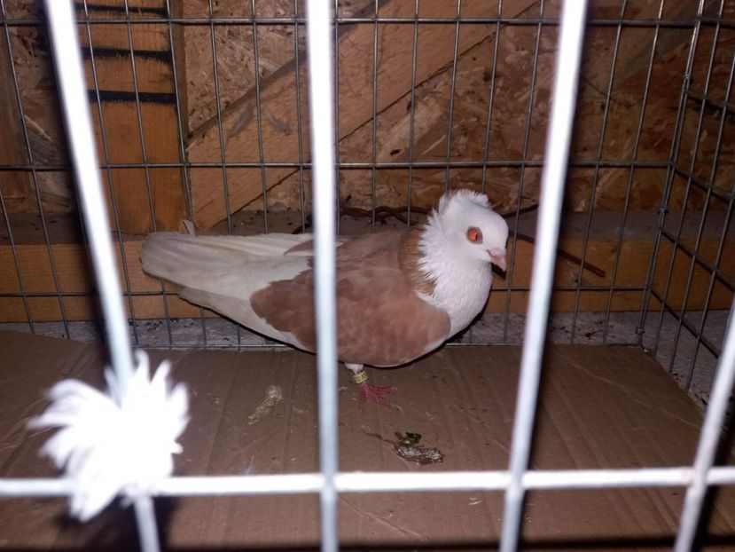 received_779250662265365 - 5-Jucatori de Amara