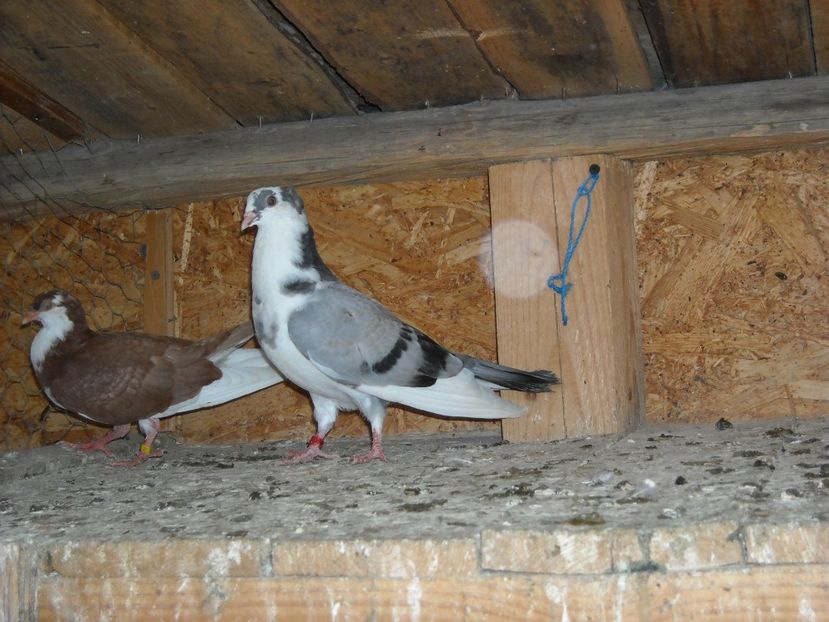 cazut de la  disparitie - PUISORI 2018